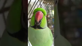 ye mithu talking parrot cute ❤️