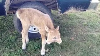 Family's Cow Gives Birth To Two Faced Calf