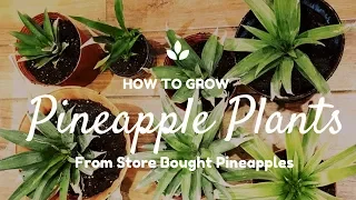How To Grow Pineapple Plants From Store Bought Pineapples By Mommy Ramblings