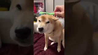 Shiba Inu is a cat dog