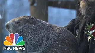 Groundhog Day 2021: Watch Punxsutawney Phil Predict 6 More Weeks Of Winter | NBC News NOW