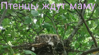 Нашёл гнездо!