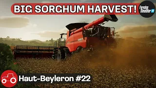 Big Sorghum harvest, Mulching, Sowing Canola, Rolling & Spraying - Haut-Beyleron #22 FS22 Timelapse