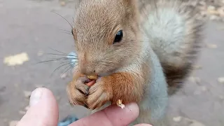 Сегодня Ушастик встречал меня / Today Ushastik met me