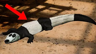 9 Strangest Looking Animals In The World