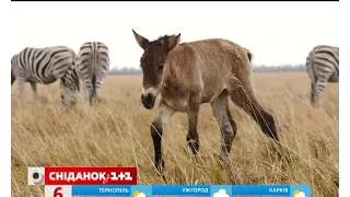 Мій путівник. Херсонщина – заповідник Асканія-Нова, найсмачніші кавуни та дині