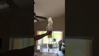 Cockatoo showing off her wings. Such a beautiful bird. #usa #parrot