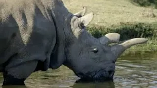 Умер один из последних белых носорогов