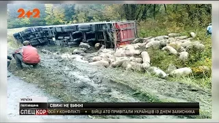 На Полтавщині перекинулась фура, що перевозила свиней