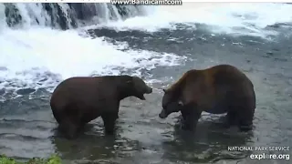 Explore Katmai Bears (2018 09 18) 856 comes after 32 Chunk