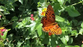 Beautiful Butterfly flying around In The Flowers