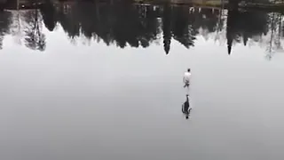 Amazing....Guy runs over a lake. #Real