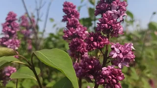 27 мая народный праздник Сидор Бокогрей. Что нужно обязательно сделать... Народные приметы