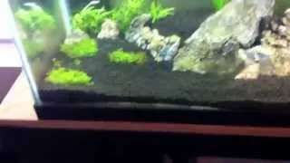 Ei method ferts for ur planted aquarium