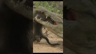 Crocodile Killing Baboon (Kruger National Park)