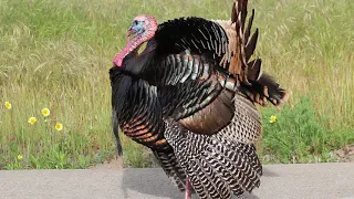 Tom Turkey Strutting