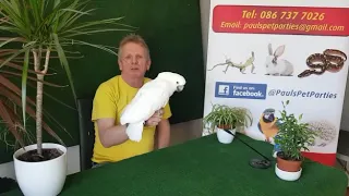 Buster - Our Cockatoo