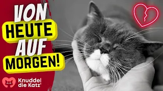 Deshalb sterben Katzen manchmal ganz plötzlich