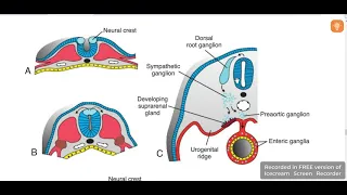 Suprarenal glands embryology 1