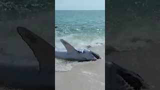 Dramatic video shows massive shark rescued after becoming stranded on Florida beach #shorts