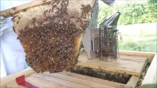 Tips for working with a Top Bar Hive by Becca's Bees