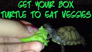 how to get your box turtle to eat veggies