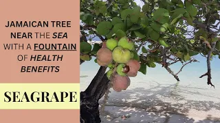 BENEFITS & MEDICINAL USES of SEAGRAPE (COCCOLOBA UVIFERA) / Earth's Medicine