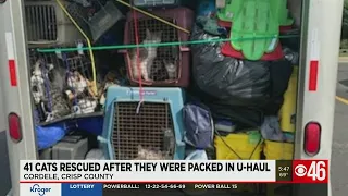 41 cats rescued from the back of a U-Haul