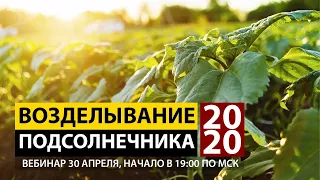 Возделывание подсолнечника в условиях сезона 2020