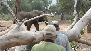 Walking with a large bull elephant in Mana Pools