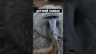 Дерзкий Павиан