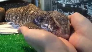 Cute Lizard Wants Snuggles