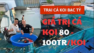 Cá Koi Nhật giá trị 80 - 100tr 1 koi - Cách chăm sóc đàn cá koi bạc tỷ | Pet_ channel