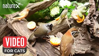 Bird video for cats to watch 🦜 Relaxing Forest Bird Sounds for Your Cat to Enjoy