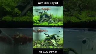 THE DIFFERENCE CO2 MAKES IN A PLANTED TANK #shorts
