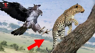 When Eagles Get Savage And Attack Giant Cheetahs!