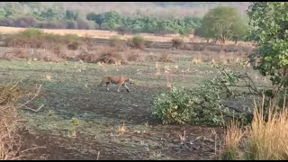 Tiger at bor 12.06.22