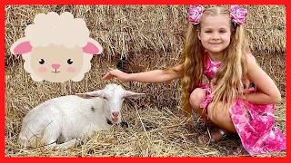 Diana really likes sheep | What kind of animals do you like?