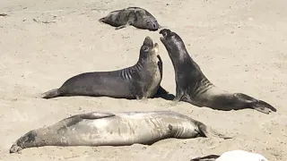 Elephant Seal Beach - San Simeon, California