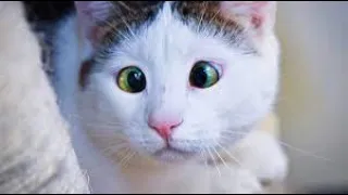 THE BEST FUNNY CAT VIDEOS OF THE WEEK 😸-Try Not To Laugh Or Grin Challenge