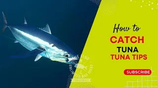 How to Catch Tuna // Tuna Tips