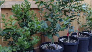 Growing Citrus and Feijoa in Containers