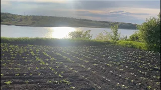 Огляд посівів соняшника🌻 та сої🌱