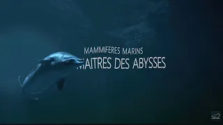 Mammifères Marins : les maîtres des abysses