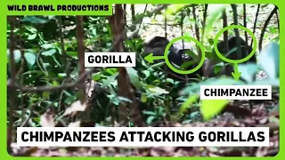 CHIMPANZEES KILLS GORILLAS | Rare Video Of Chimps Attacking And Killing Infant Gorillas