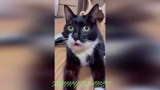 Funny animal part 42