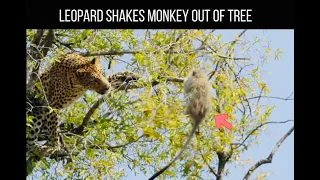 Leopard Shakes Monkey From Tree