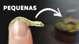 Terrário de Lagartixa Pequena (Vivarium)