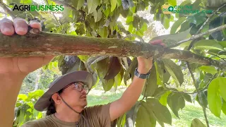 Paano nila napapabunga ang Mangosteen kahit off season? Kaya malaki ang kita