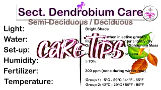 Dendrobium Orchid Care: The Beginner's Guide to Different Types / Sections Care Cards #ninjaorchids